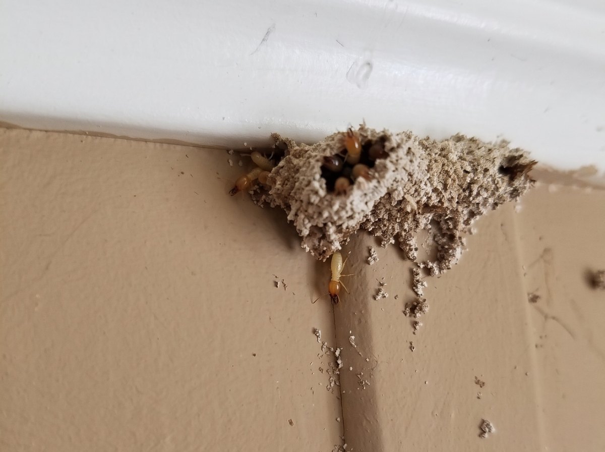 Live termites in a mud tube running down an interior wall