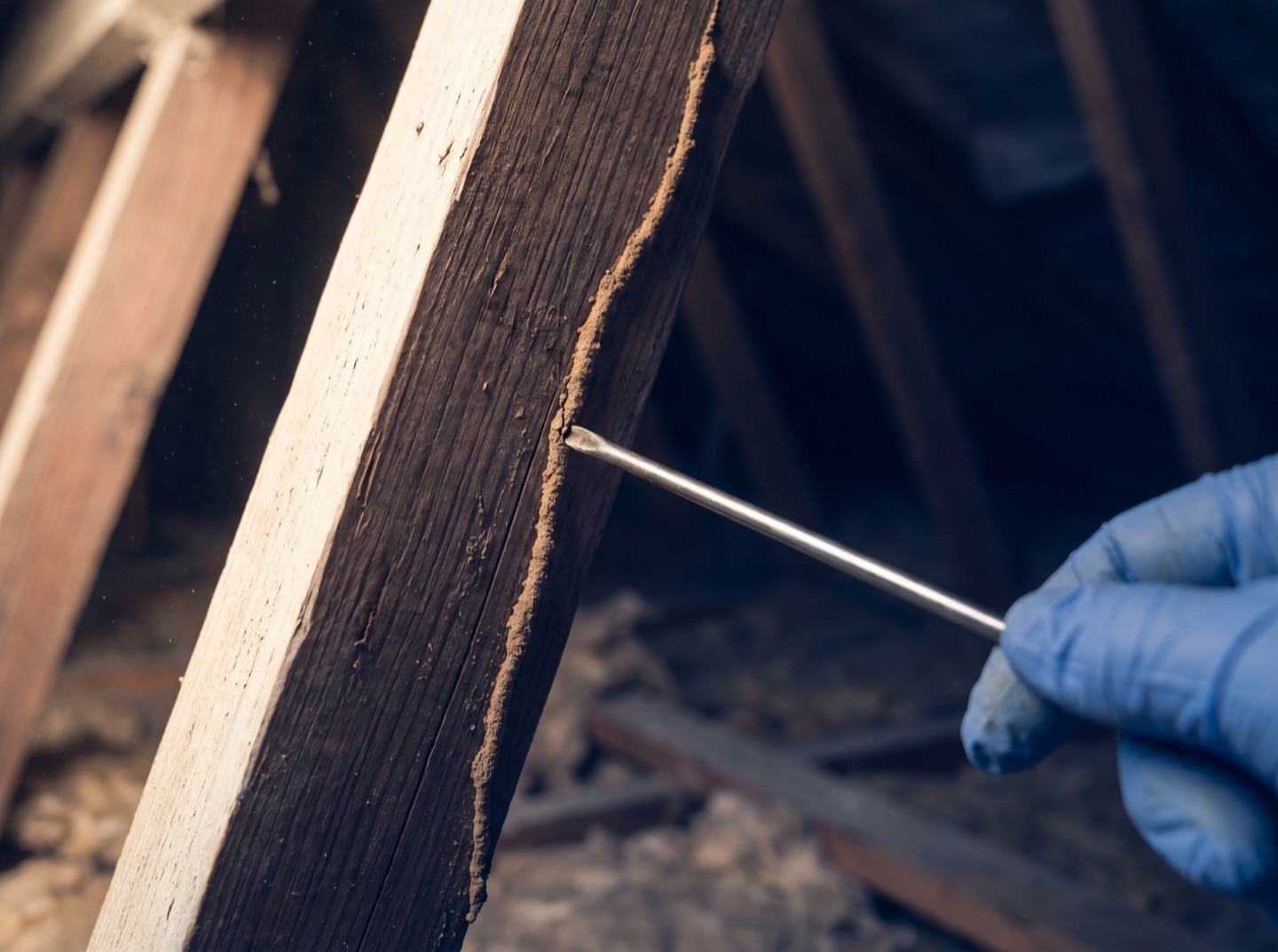 Inspection probe against a termite mud tube on a roof truss